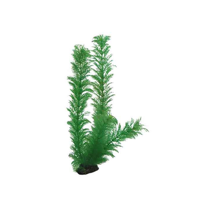 Egeria , Terraario- ja akvaariotarvike