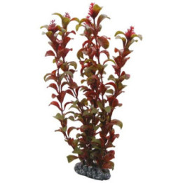 Rotala , Terraario- ja akvaariotarvike