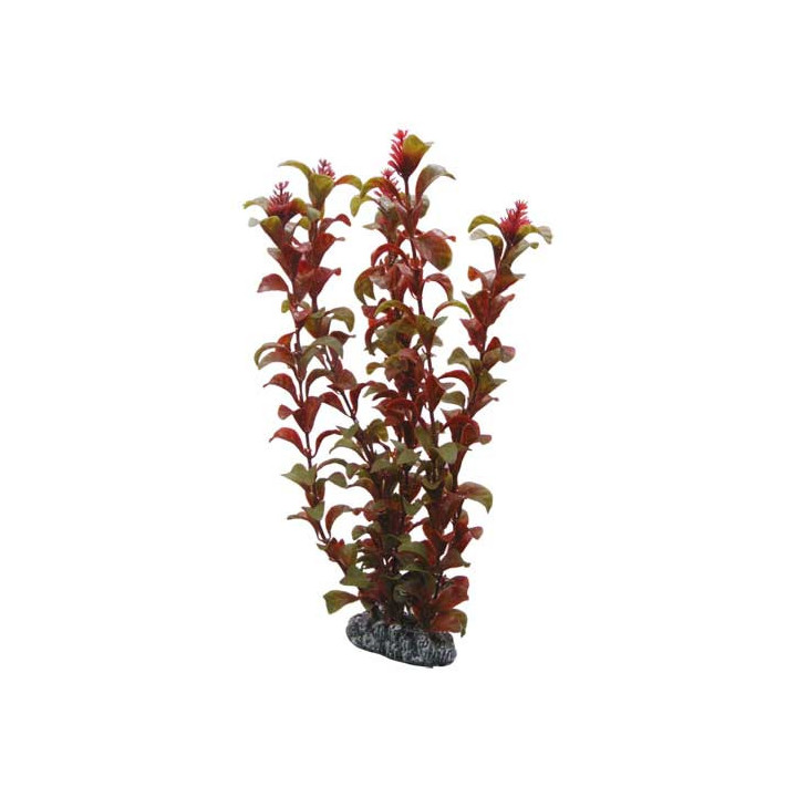 Rotala , Terraario- ja akvaariotarvike