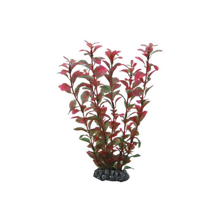 Ludwigia , Terraario- ja akvaariotarvike