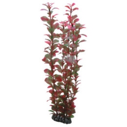 Ludwigia , Terraario- ja akvaariotarvike
