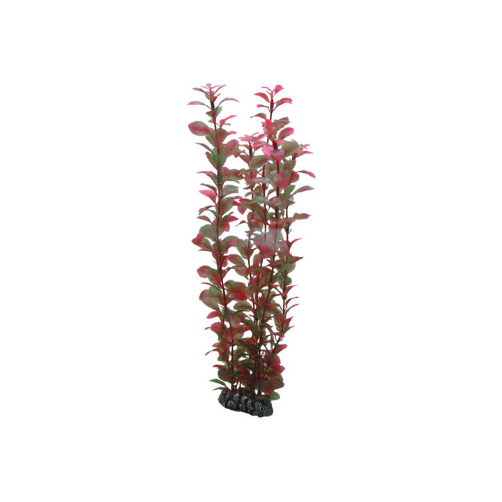 Ludwigia , Terraario- ja akvaariotarvike