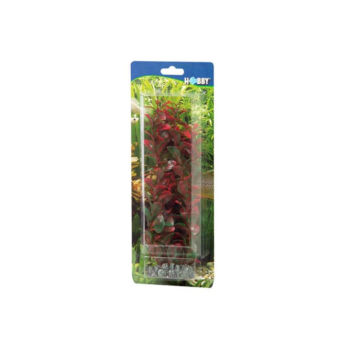 Ludwigia , Terraario- ja akvaariotarvike
