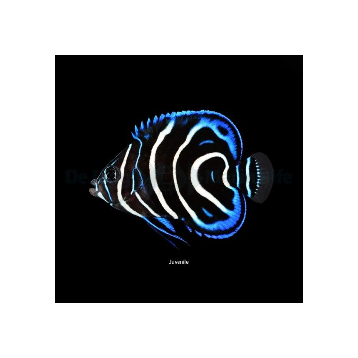 Pomacanthus semicirculatus - Sinikeisarikala