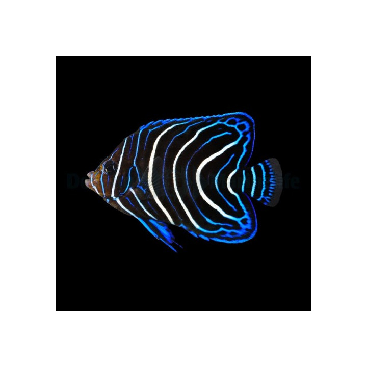 Pomacanthus semicirculatus - Sinikeisarikala