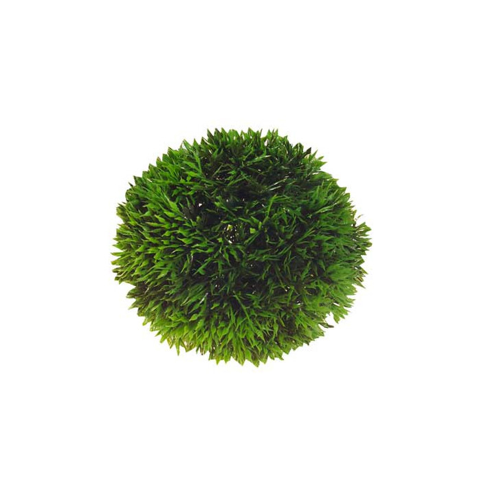 Plant Ball , Terraario- ja akvaariotarvike