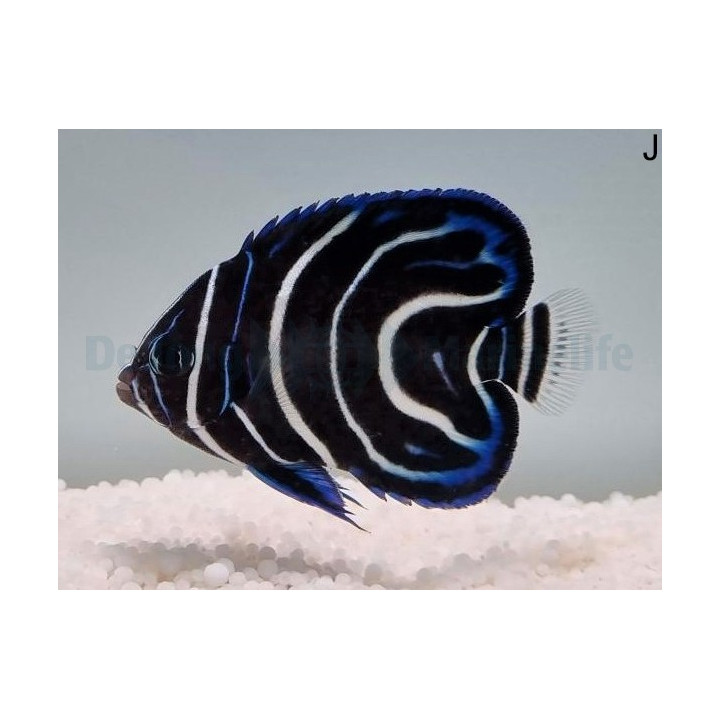 Pomacanthus semicirculatus - Sinikeisarikala