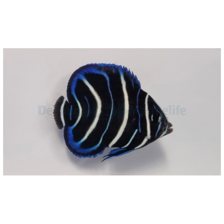 Pomacanthus semicirculatus - Sinikeisarikala