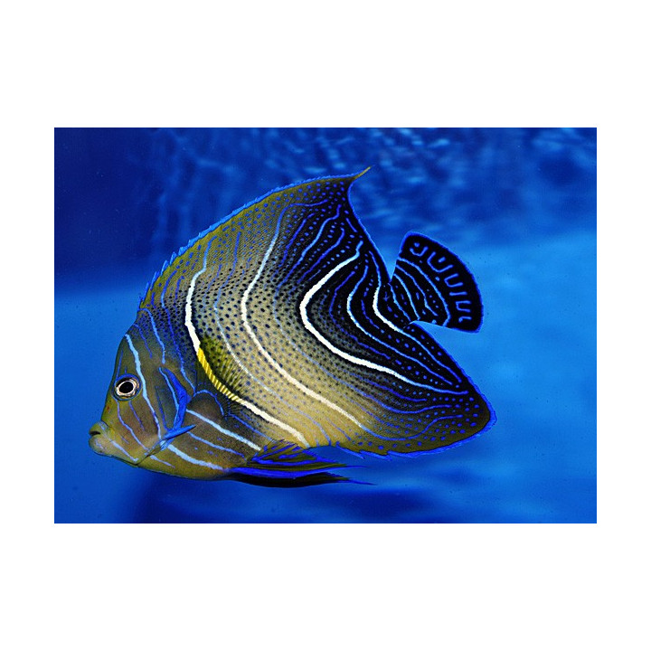 Pomacanthus semicirculatus - Sinikeisarikala