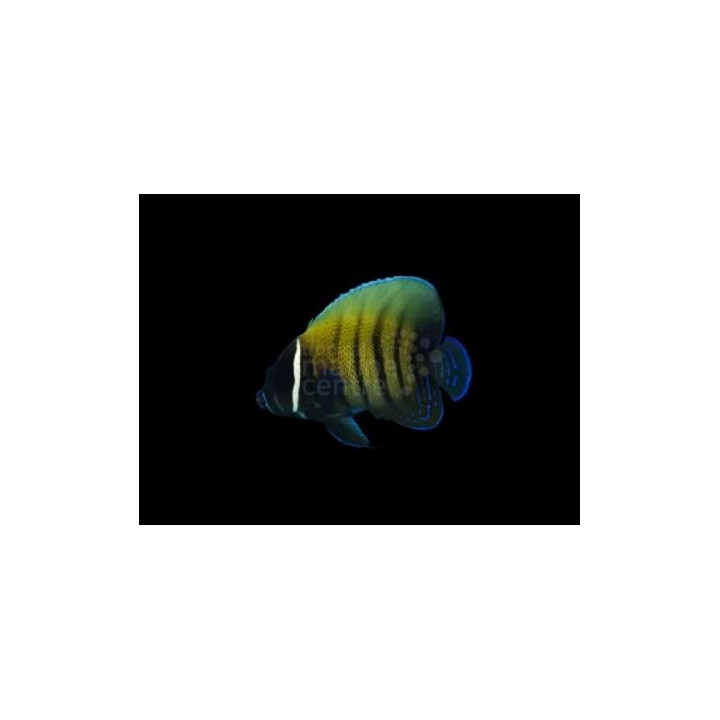 Pomacanthus sexstriatus - Raitakeisarikala -  aikuisväritys