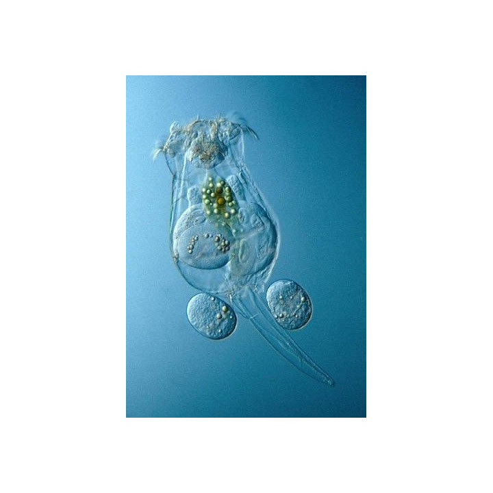 Ocean Nutrition Green Seaweed