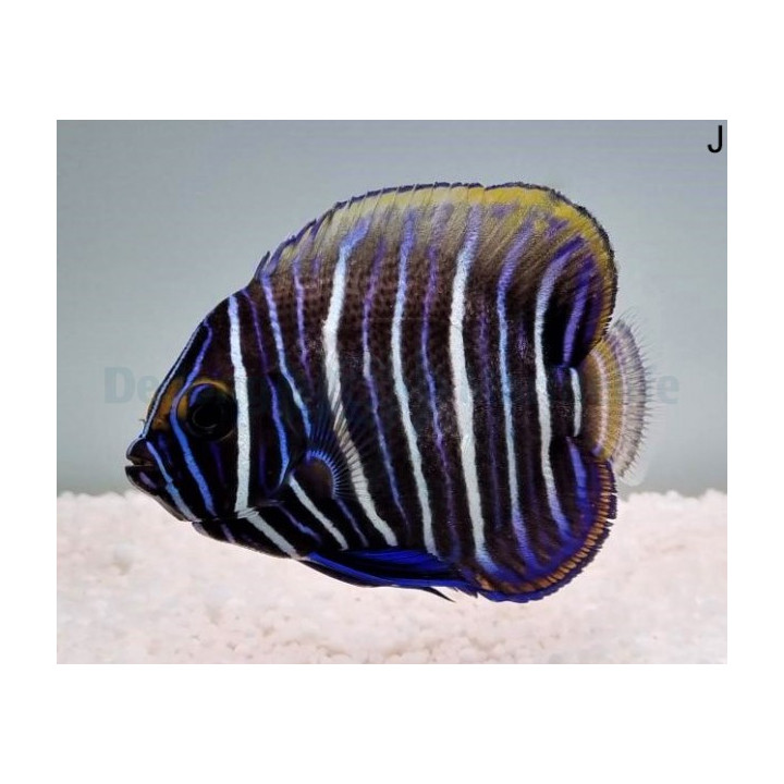 Pomacanthus xanthometopon - Loistokeisarikala - nuoren väritys