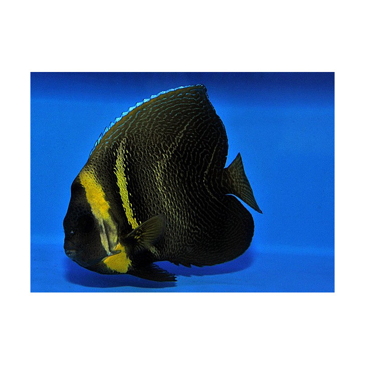 Pomacanthus zonipectus - Cortez Angel - Kudoskeisarikala