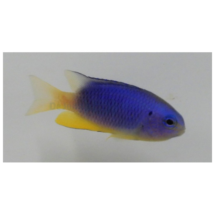 Pomacentrus coelestis - Hohtokoralliahven