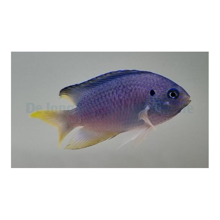 Pomacentrus pavo - Jade Damsel