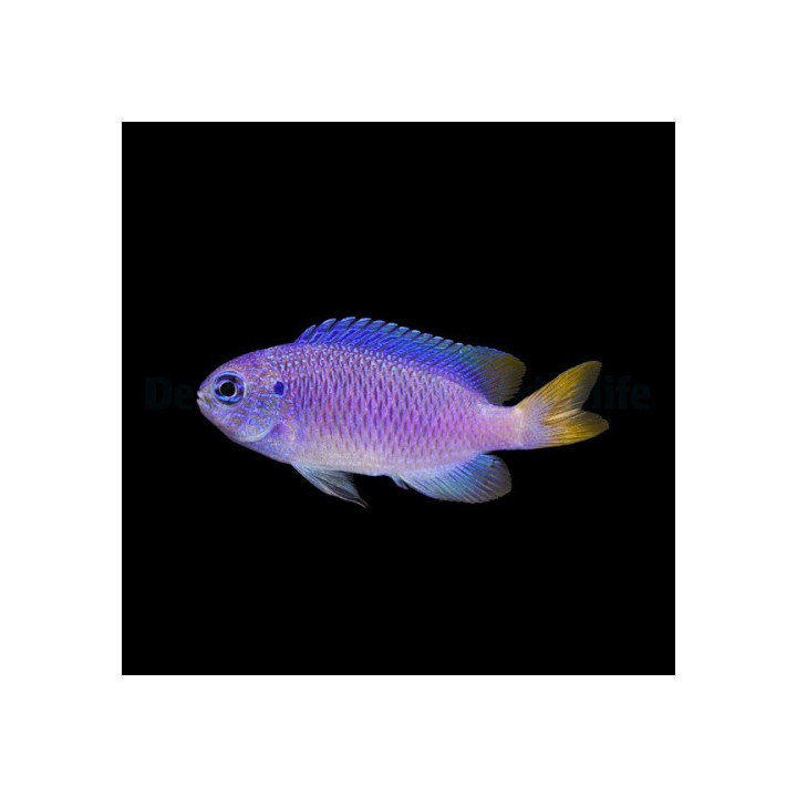 Pomacentrus pavo - Jade Damsel - viljelty
