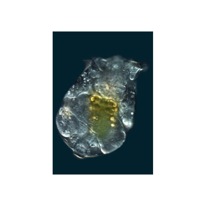 Ocean Nutrition Green Seaweed