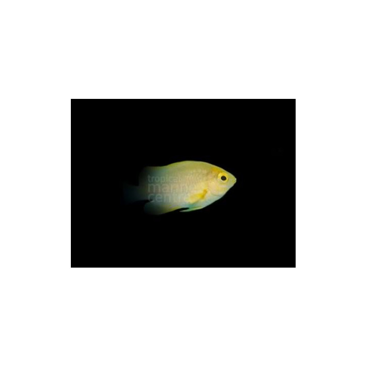Pomacentrus pikei - Yellow Damsel