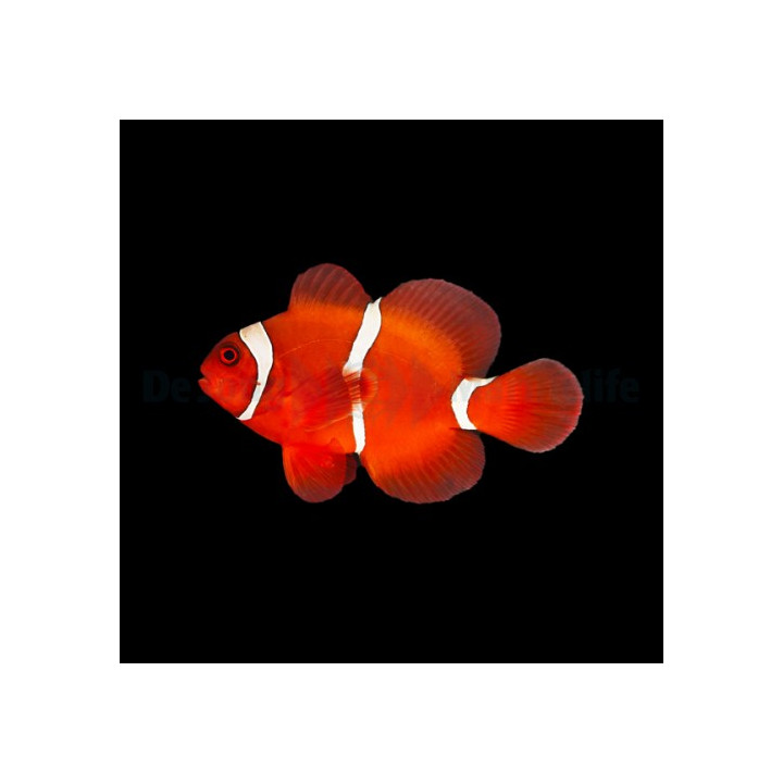 Premnas biaculeatus - Samettivuokkokala