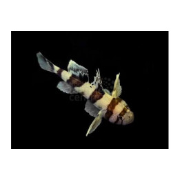 Priolepis nocturna - Zebra Goby