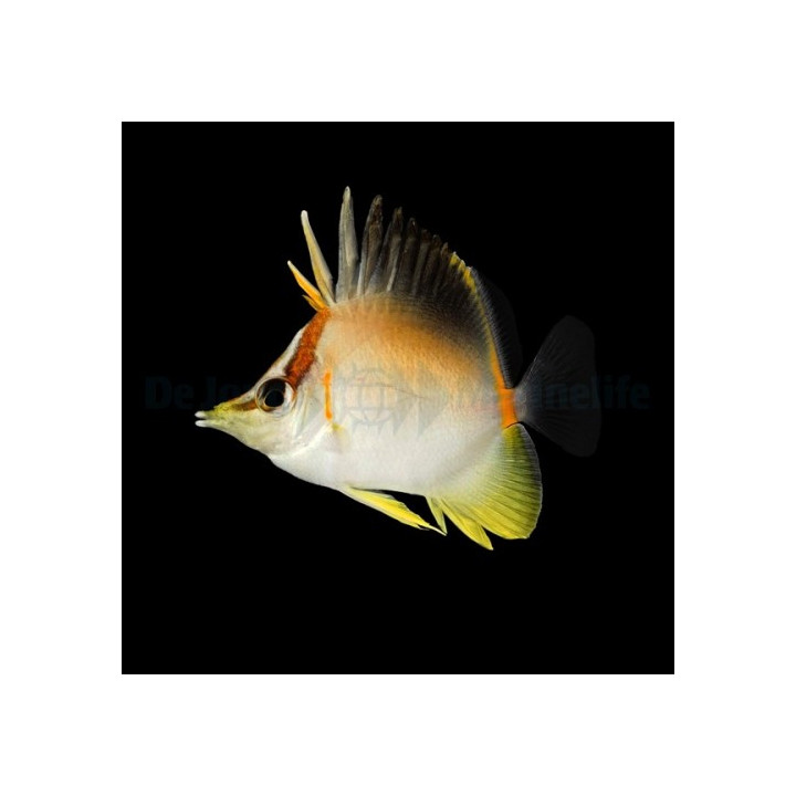 Prognathodes aculeatus - Longnose Butterfly