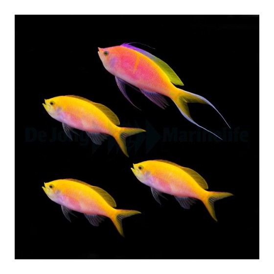 Pseudanthias bartlettorum - Bartlett's Anthias