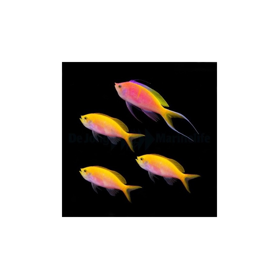 Pseudanthias bartlettorum - Bartlett's Anthias