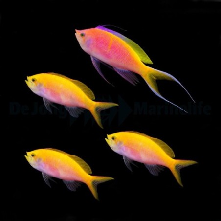 Pseudanthias bartlettorum - Bartlett's Anthias