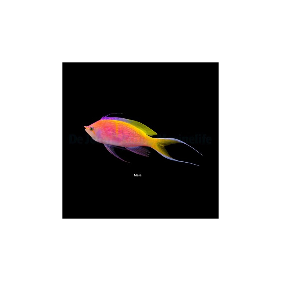 Pseudanthias bartlettorum - Bartlett's Anthias