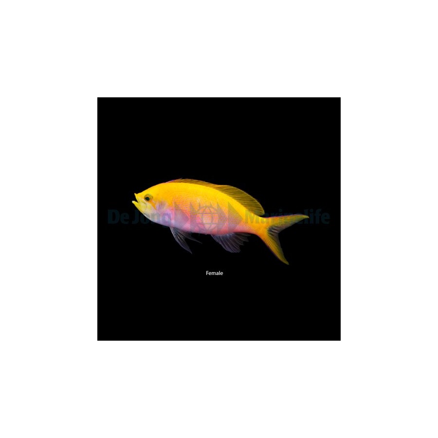 Pseudanthias bartlettorum - Bartlett's Anthias