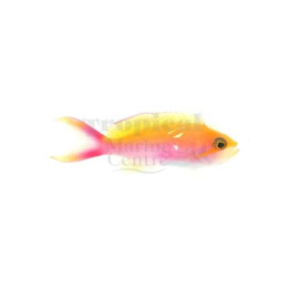 Pseudanthias bicolor - Bicolour Anthias