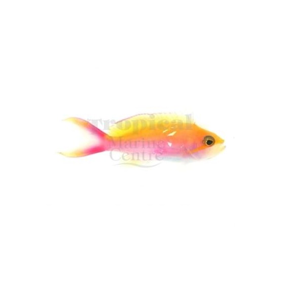 Pseudanthias bicolor - Bicolour Anthias