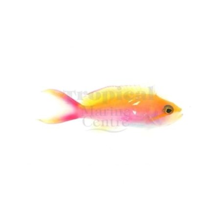 Pseudanthias bicolor - Bicolour Anthias