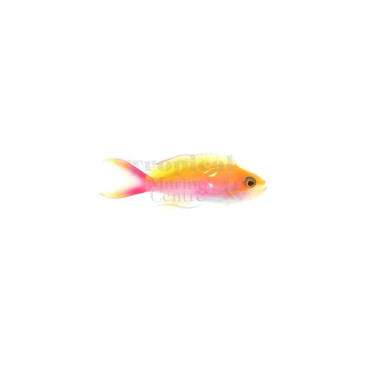 Pseudanthias bicolor - Bicolour Anthias