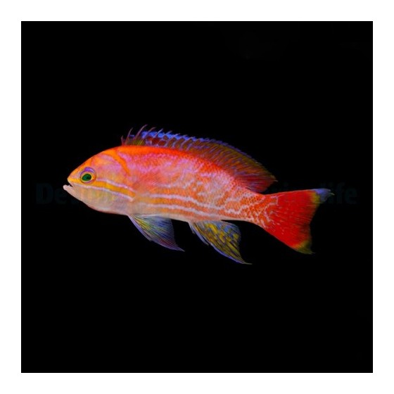 Pseudanthias bimaculatus - Scribbled Anthias - koiras