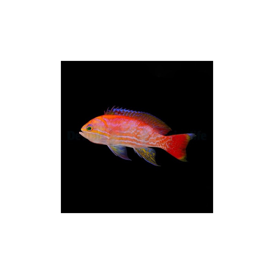 Pseudanthias bimaculatus - Scribbled Anthias - koiras