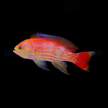 Pseudanthias bimaculatus - Scribbled Anthias - koiras