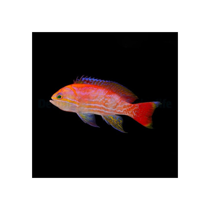 Pseudanthias bimaculatus - Scribbled Anthias - koiras