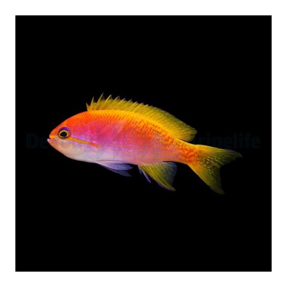 Pseudanthias bimaculatus - Scribbled Anthias - naaras