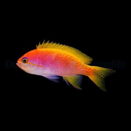 Pseudanthias bimaculatus - Scribbled Anthias - naaras