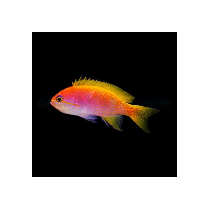 Pseudanthias bimaculatus - Scribbled Anthias - naaras