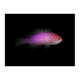 Pseudanthias carlsoni - Carlson Anthias
