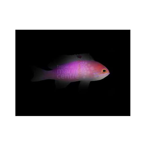 Pseudanthias carlsoni - Carlson Anthias