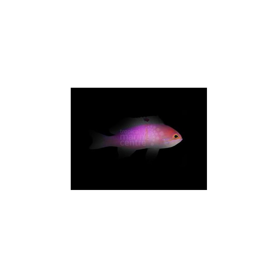 Pseudanthias carlsoni - Carlson Anthias