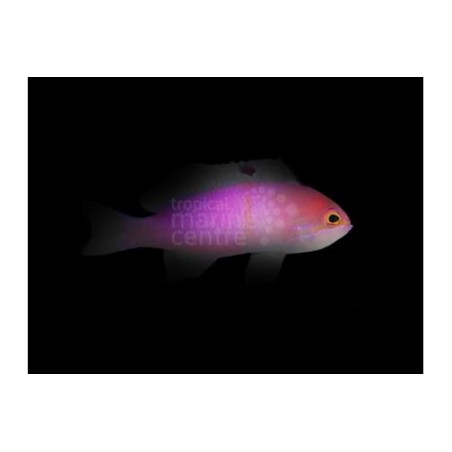 Pseudanthias carlsoni - Carlson Anthias