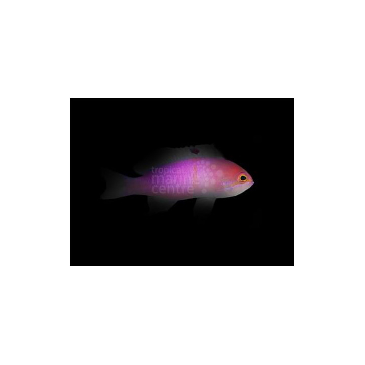 Pseudanthias carlsoni - Carlson Anthias