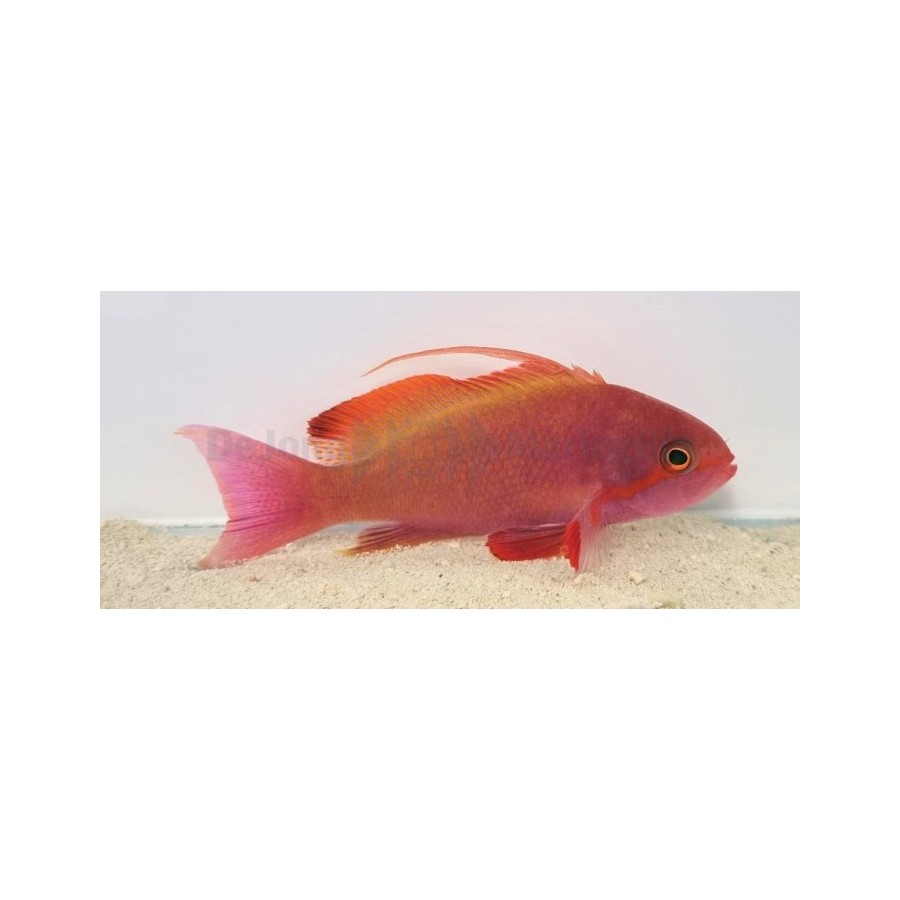 Pseudanthias cheirospilos - Wreck Fish - koiras