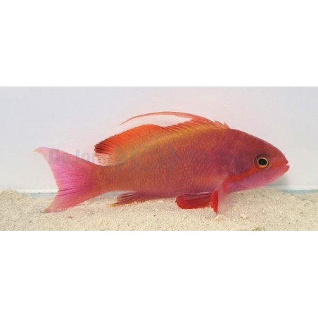 Pseudanthias cheirospilos - Wreck Fish - koiras