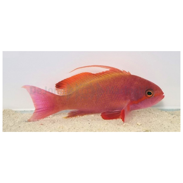 Pseudanthias cheirospilos - Wreck Fish - koiras