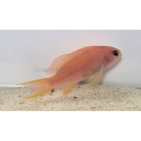 Pseudanthias cheirospilos - Wreck Fish - naaras